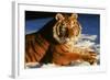 Tiger-null-Framed Photographic Print