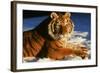 Tiger-null-Framed Photographic Print