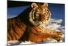 Tiger-null-Mounted Photographic Print