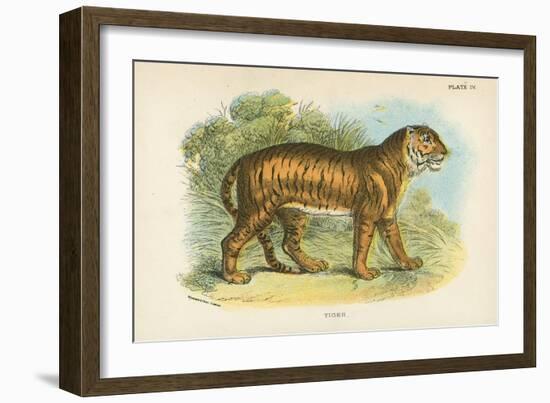 Tiger-English School-Framed Giclee Print