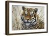 Tiger-Jeff Tift-Framed Premium Giclee Print