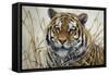 Tiger-Jeff Tift-Framed Stretched Canvas