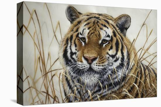 Tiger-Jeff Tift-Stretched Canvas