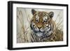 Tiger-Jeff Tift-Framed Giclee Print