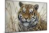 Tiger-Jeff Tift-Mounted Giclee Print