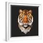 Tiger-Lora Kroll-Framed Art Print