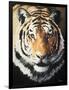 Tiger-Vivien Rhyan-Framed Art Print