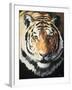 Tiger-Vivien Rhyan-Framed Art Print