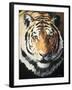 Tiger-Vivien Rhyan-Framed Art Print