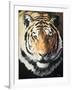 Tiger-Vivien Rhyan-Framed Art Print