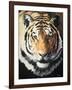 Tiger-Vivien Rhyan-Framed Art Print