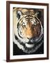 Tiger-Vivien Rhyan-Framed Art Print