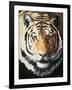 Tiger-Vivien Rhyan-Framed Art Print