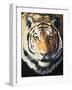 Tiger-Vivien Rhyan-Framed Art Print