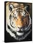 Tiger-Vivien Rhyan-Framed Stretched Canvas