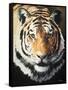 Tiger-Vivien Rhyan-Framed Stretched Canvas