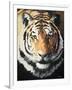Tiger-Vivien Rhyan-Framed Art Print