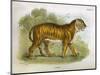 Tiger-R. Lydekker-Mounted Art Print