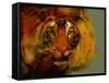Tiger-Mark Gordon-Framed Stretched Canvas
