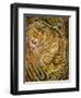 Tiger-Ikahl Beckford-Framed Giclee Print