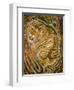 Tiger-Ikahl Beckford-Framed Giclee Print