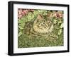 Tiger-Jan Benz-Framed Giclee Print