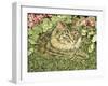 Tiger-Jan Benz-Framed Giclee Print