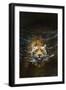 Tiger-Michael Jackson-Framed Giclee Print