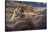 Tiger-Jeremy Paul-Stretched Canvas