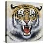 Tiger-Harro Maass-Stretched Canvas