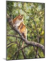 Tiger-Sarah Davis-Mounted Giclee Print