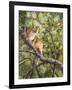 Tiger-Sarah Davis-Framed Giclee Print