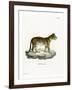 Tiger-null-Framed Giclee Print