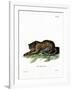 Tiger-null-Framed Giclee Print