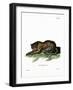 Tiger-null-Framed Giclee Print