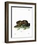 Tiger-null-Framed Giclee Print