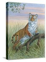 Tiger-Ron Jenkins-Stretched Canvas