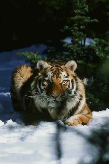 Photographic Print, , large