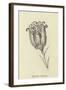 Tigerlillia Terribilis-Edward Lear-Framed Giclee Print