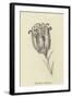 Tigerlillia Terribilis-Edward Lear-Framed Giclee Print