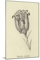 Tigerlillia Terribilis-Edward Lear-Mounted Giclee Print