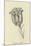 Tigerlillia Terribilis-Edward Lear-Mounted Giclee Print