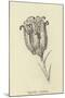 Tigerlillia Terribilis-Edward Lear-Mounted Giclee Print