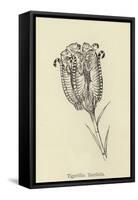 Tigerlillia Terribilis-Edward Lear-Framed Stretched Canvas