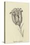 Tigerlillia Terribilis-Edward Lear-Stretched Canvas