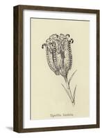Tigerlillia Terribilis-Edward Lear-Framed Giclee Print