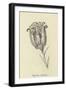 Tigerlillia Terribilis-Edward Lear-Framed Giclee Print