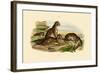 Tigers, 1833-39-null-Framed Giclee Print