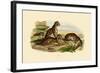 Tigers, 1833-39-null-Framed Giclee Print