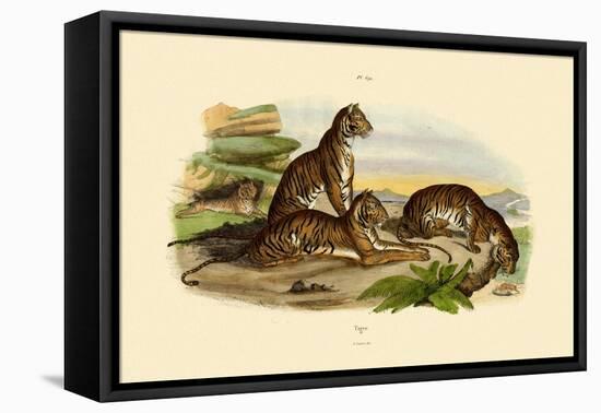 Tigers, 1833-39-null-Framed Stretched Canvas